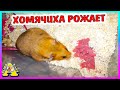 РОДЫ  хомяка Булочки пошли не по плану / Сколько родилось хомячат? / Alisa Easy Pets