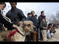 Gambling on dog fight in Gujrat  24 News HD - YouTube