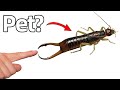 I Bought a Pet Earwig (yes, really)