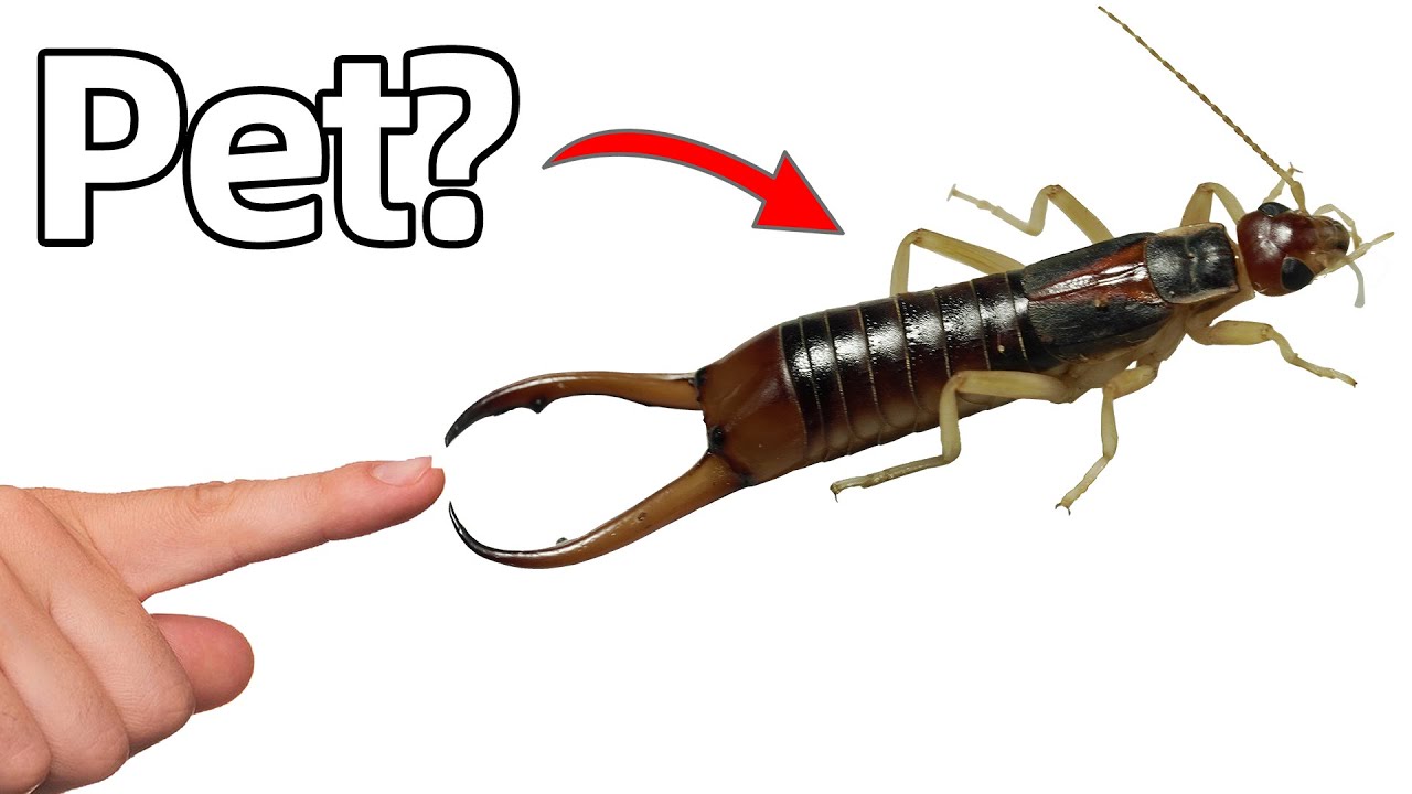 Я купила себе уховертку (да, правда)