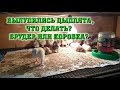 Вылупились цыплята, что делать дальше??? /// Брудер против коробки...