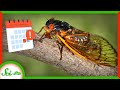 Why Are Periodical Cicadas So ... Periodical?