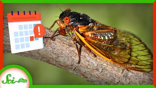 Why Are Periodical Cicadas So ... Periodical?