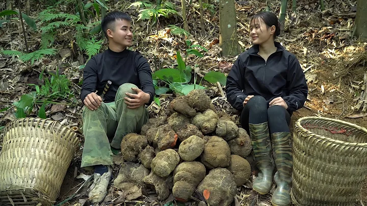 Uyen accidentally met Thanh Duong TV in the forest, and together they harvested giant red yams.