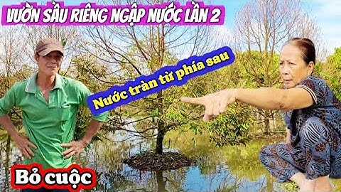 Vườn sầu riêng anh tuấn lại bị vở đê ngập nước 