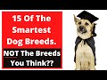 15 des races de chiens les plus intelligentes  pas les races que vous pensez 