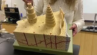 Bone microscopic structure