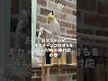 お父ちゃんがオカメインコはちを呼んだ時の神対応❤️の巻 #セキセイインコ #オカメインコ #インコライフ #インコ芸 #癒し #cockatiel