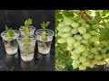 Simple method propagate grape tree with water growing grape tree at home    
