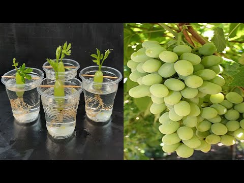 Simple method propagate grape tree with water, growing grape tree at home|बढ़ता हुआ अंगूर का पेड़