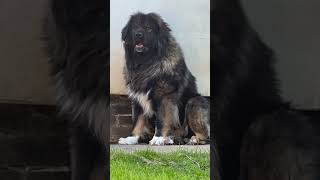 Big Hack Caucasian Shepherd Dog #dog #caucasianshepherd #dog #bigboss