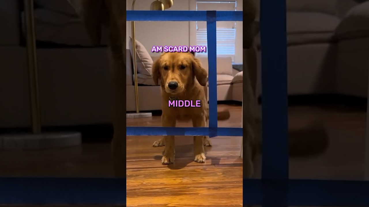 Can my dogs make it through??