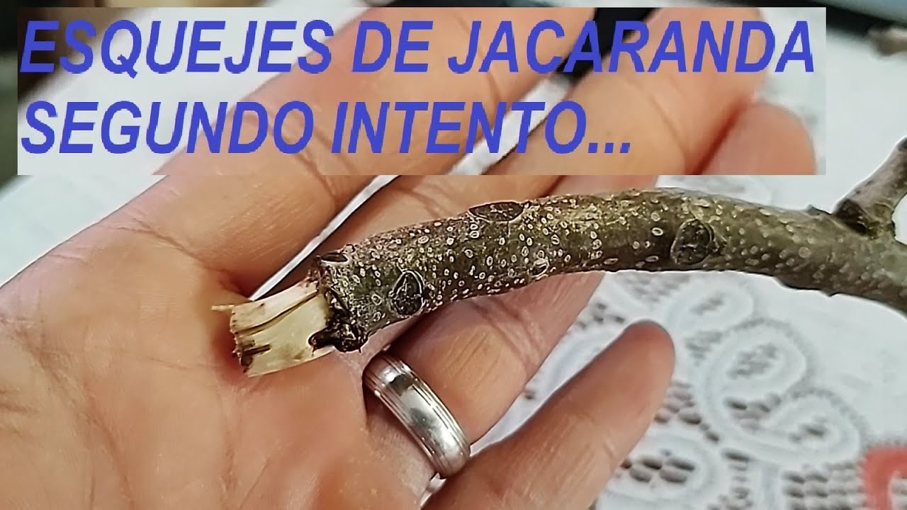 Jacarandas Esquejes 2