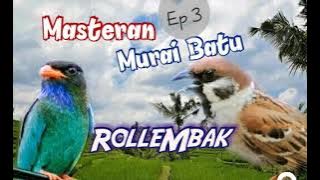 Burung Gereja Roll Ft Tembakan Tengkek Buto || Masteran Murai Batu Roll Tembak