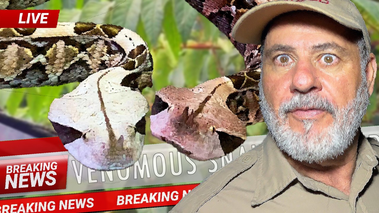 Gaboon Viper on the News 😳