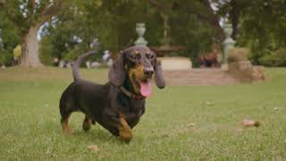 Sydney Dog Lovers Festival, 2024 Tvc