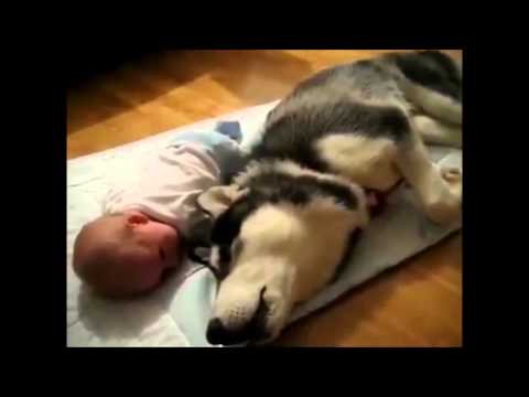 ჩვენი ოთხფეხა მეგობრები