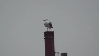 Vortex Records Seagull