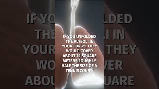 Did you know your lungs have a massive surface area #FunFact #HumanBody #AnatomyFacts #ScienceIsCool