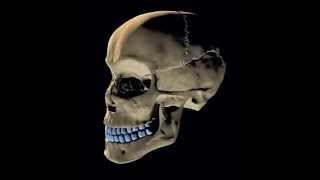 Skeletal System Rap Song - 