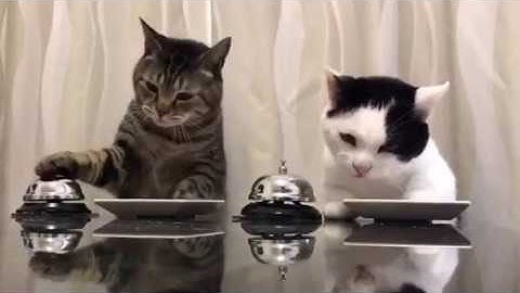 Classical Conditioning (cats version)