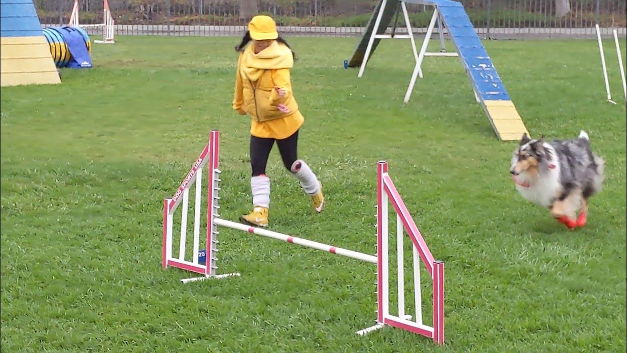 Misty Private Agility Lesson 6 Nov 2021 YouTube