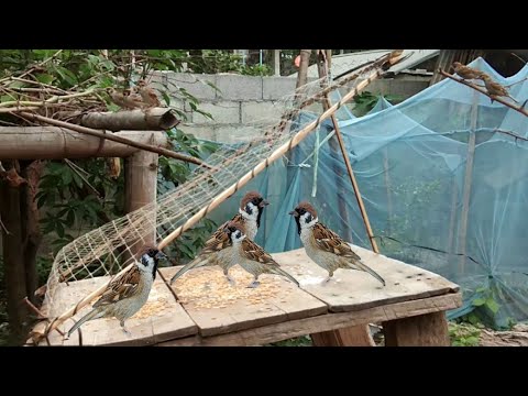 วีดีโอ: วิธีจับนกกระจอก
