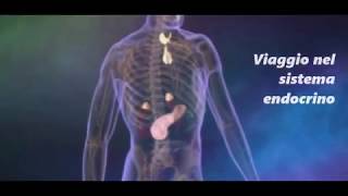 Il Sistema Endocrino Il Sistema Endocrino