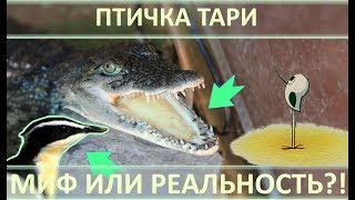 ПТИЧКА ТАРИ И КРОКОДИЛ! МИФ ИЛИ РЕАЛЬНОСТЬ?! Давайте проверим!