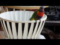 Райские птицы Австралии Какаду и лорикеты на балконе и в парке.Австралия Сидней 2020