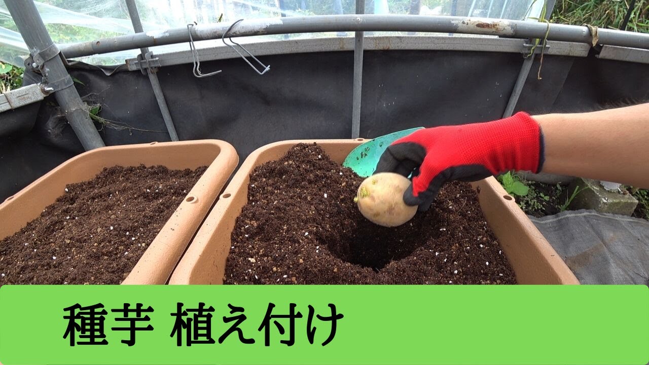 じゃがいもの育て方 秋 プランタ栽培 準備と植え付け Autumn Potato Planter Cultivation Youtube