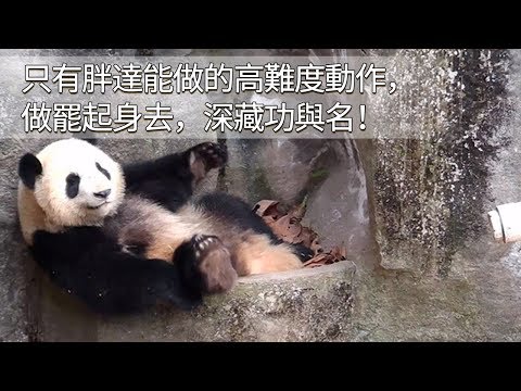 《熊貓早晚安》只有胖達能做的高難度動作，做罷起身去，深藏功與名！ | iPanda