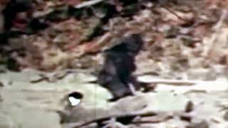 Patterson-Gimlin Film [Stabilized] Sasquatch (Bigfoot) in Bluff Creek, California (October 1967)