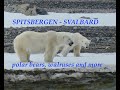 Cruise best of spitsbergensvalbard  quark expeditions  polar bears  walruses 2022