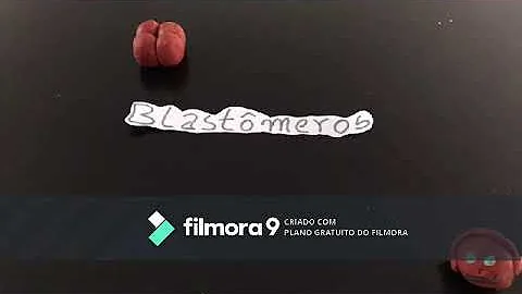 Em que animais ocorre segmentação Holoblástica desigual?