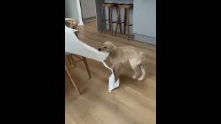 Tiny paws, big chaos—puppy silliness on full display!