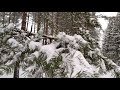 Екатерининский парк в снегу | Петербург, Царское село, начало декабря 2021