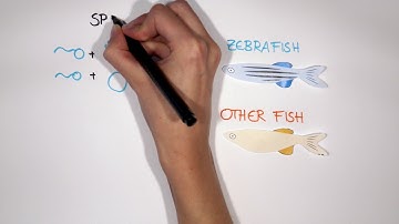 The Ly6/uPAR protein Bouncer is necessary and sufficient for species-specific fertilization