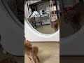 Instead of love himself,he seems hate it. #cat #cute #catlover #kitty #catvideos #cutepets #shorts