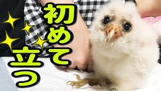 フクロウのヒナが初めて立った日【メンフクロウ】
