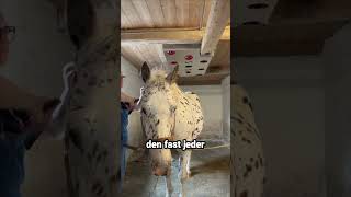 Hufe geben und was es wirklich aussagt . Das ganze Video ab 18uhr #horse #pferd #pferde