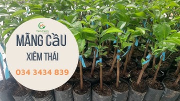 Mãng cầu xiêm thái tại Tiên Farm| 0343434839