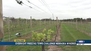 Vineyards brace for weekend freeze in Omaha Metro