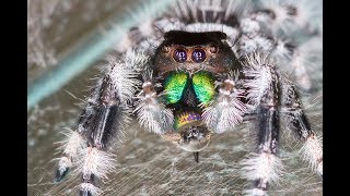 Regal jumping spider mating, eggs and babies! (Phidippus regius)