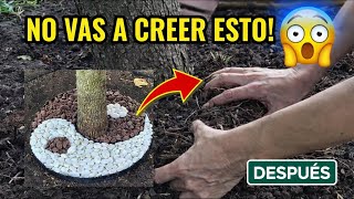 🌳🍁 👉 Transformé la base de este árbol y mirá lo que encontré debajo… 🌿