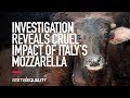 INVESTIGATION: The Cruel Impact of Italy’s Buffalo Mozzarella Production