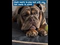Thank you for playing with me. #sir_macksimus #dogvideos #funnydog #ball #englishbulldog