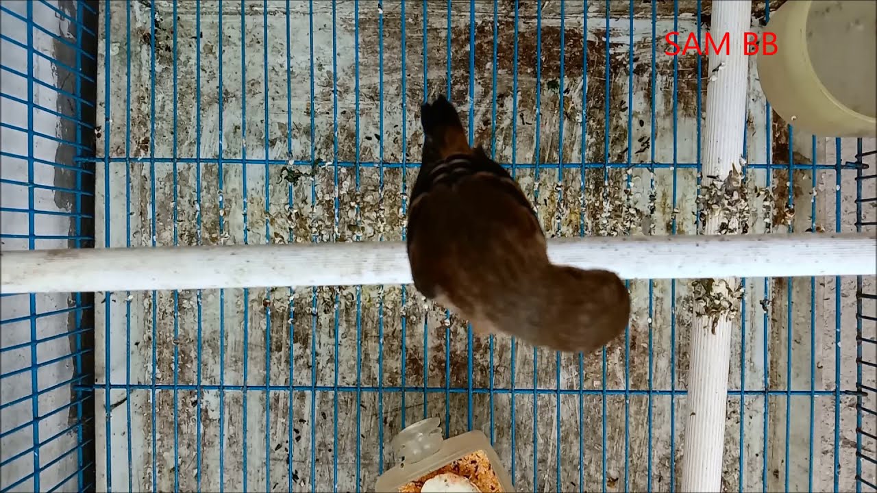 Kenari, Redsiskin bisa disilangkan