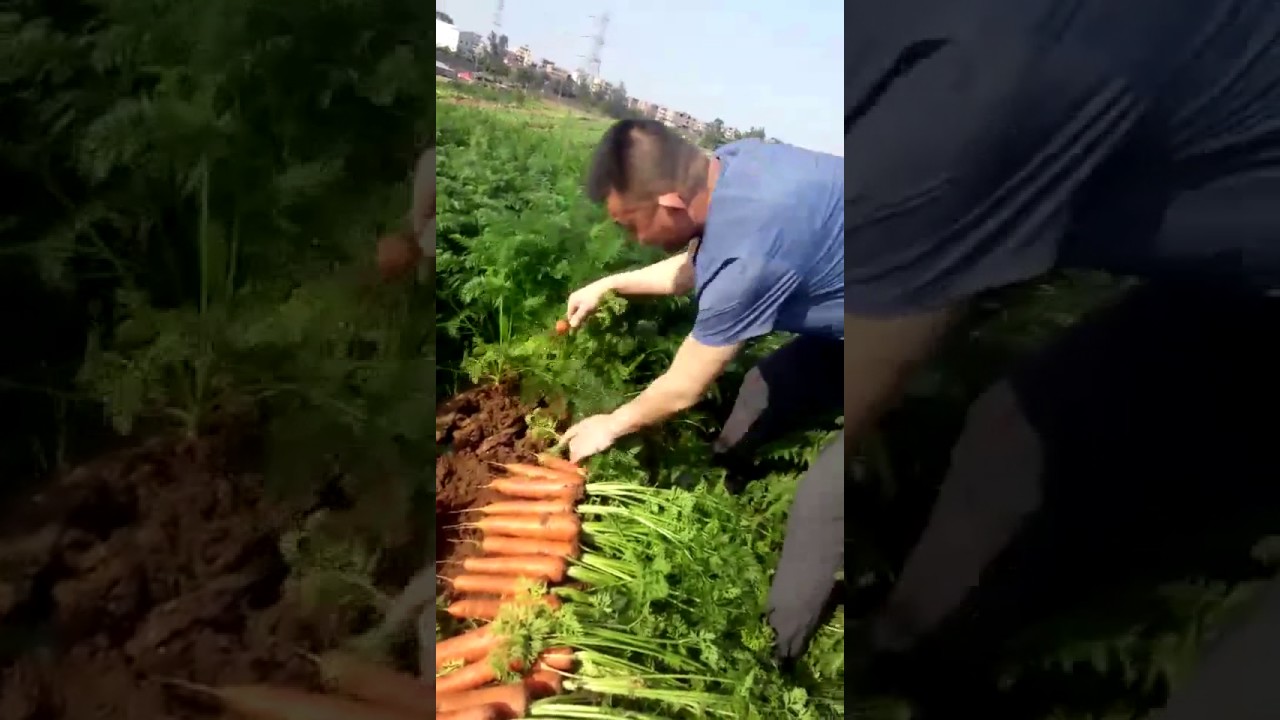 Carrot seeds harvest time! YouTube