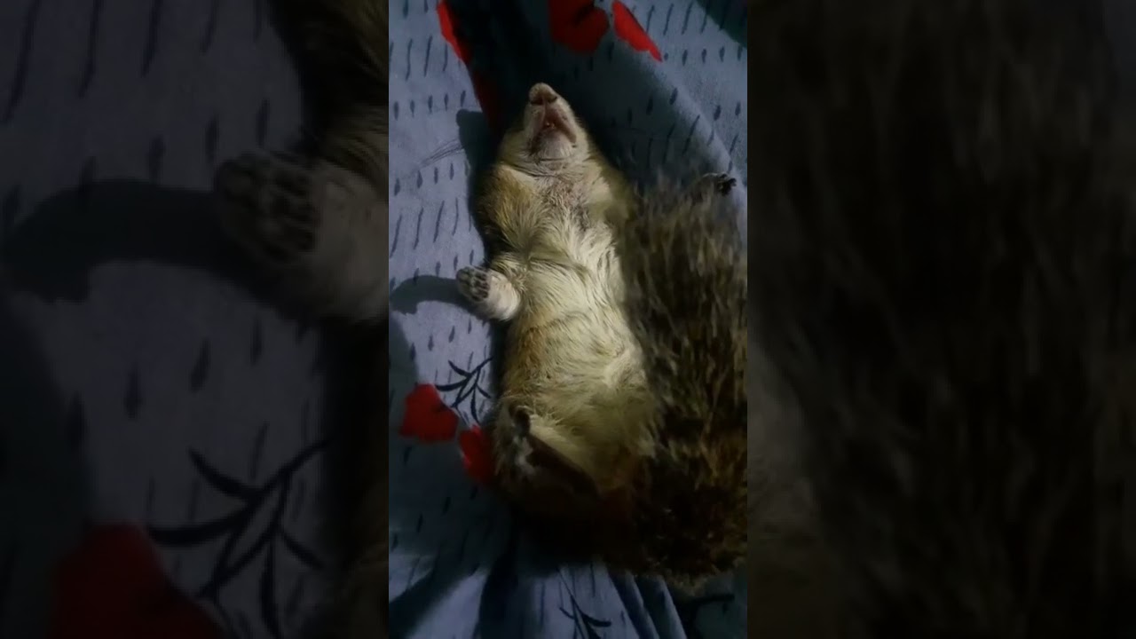 Squirrel sleeping video 🐿️😴 /  Tamil song😍